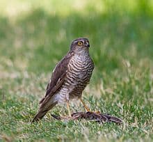 Imagen de perfil de: Sparrow Hawk